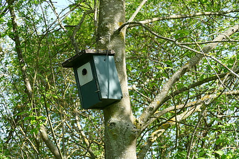 nesting kasse, voliere, fugl feeder, træ, plante, natur, lav vinkel visning, dag, teknologi, birdhouse, afdeling, ingen mennesker, bagagerum, træstamme, grøn farve, vækst, udendørs, Skov, dyr i naturen, fokus på forgrunden, hængende, sikkerhed, elektricitet, 5K, CC0, offentligt domæne, royaltyfrie