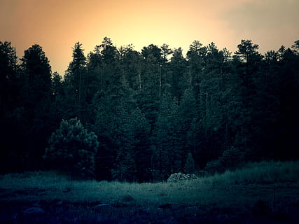 les, stromy, západ slunce, strom, rostlina, krása v přírodě, klidné scény, klid, přistát, scenics - příroda, nebe, nikdo, růst, Příroda, mimoměstské scény, den, idylický, životní prostředí, krajina, pole, venku, borovice, jehličnatého stromu, borové lesy, 2K, CC0, veřejná doména, bez autorských práv