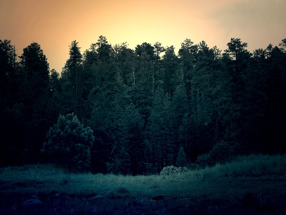 les, stromy, západ slunce, strom, rostlina, krása v přírodě, klidné scény, klid, přistát, scenics - příroda, nebe, nikdo, růst, Příroda, mimoměstské scény, den, idylický, životní prostředí, krajina, pole, venku, borovice, jehličnatého stromu, borové lesy, 2K