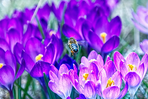 Biene, Blume, Frühling, blühende Pflanze, Pflanze, Blütenblatt, wirbellos, Insekt, Tierwelt, Schönheit in der Natur, Tierthemen, Tiere in freier Wildbahn, Frische, Tier, ein Tier, Zerbrechlichkeit, Verletzlichkeit, Blütenkopf, Wachstum, Nahansicht, Natur, Bestäubung, lila, keine Leute, Pollen, Blumenbeet, 4K, CC0, gemeinfrei, lizenzfrei