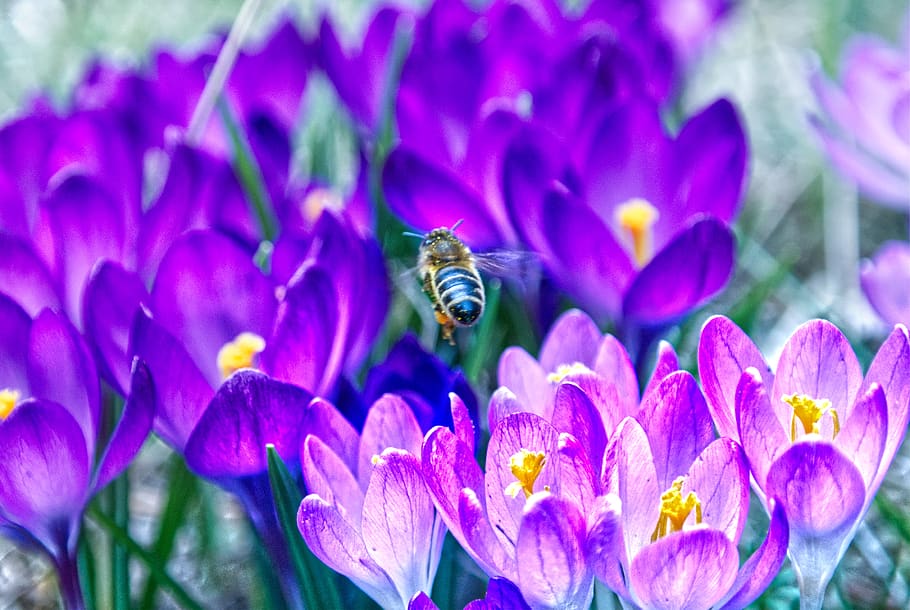 ape, fiore, primavera, pianta fiorita, pianta, petalo, invertebrato, insetto, fauna selvatica, bellezza nella natura, temi animali, animali allo stato selvatico, freschezza, animale, un animale, fragilità, vulnerabilità, testa di fiore, crescita, avvicinamento, natura, impollinazione, viola, nessuno, polline, letto di fiori, 4K