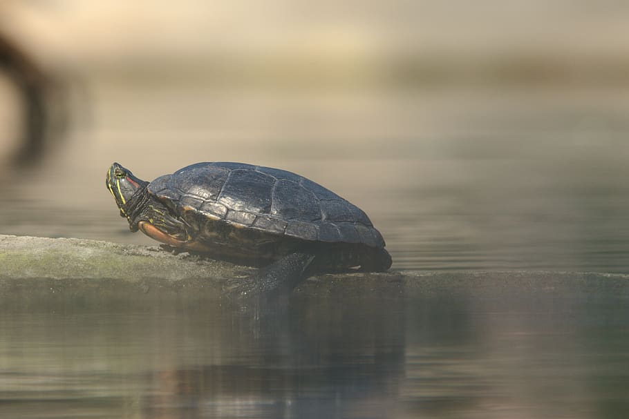 tortuga, animals, animal, un animal, rèptil, temes d'animals, fauna animal, animals a la natura, aigua, llac, vertebrats, davant del mar, naturalesa, reflexió, cap gent, dia, shell, enfocament selectiu, closca d’animals, 5K