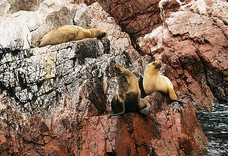 three brown sealions, sea lion, animal, mammal, sea life, seal, bird, nature, islas ballestas, paracas, peru, sea lions, wildlife, bear, rock, sea, reef, water, ocean, outdoors, walrus, animal themes, animals in the wild, group of animals, animal wildlife, rock - object, solid, vertebrate, rock formation, no people, day, relaxation, three animals, resting, underwater, aquatic mammal, animal family, 4K, CC0, public domain, royalty free