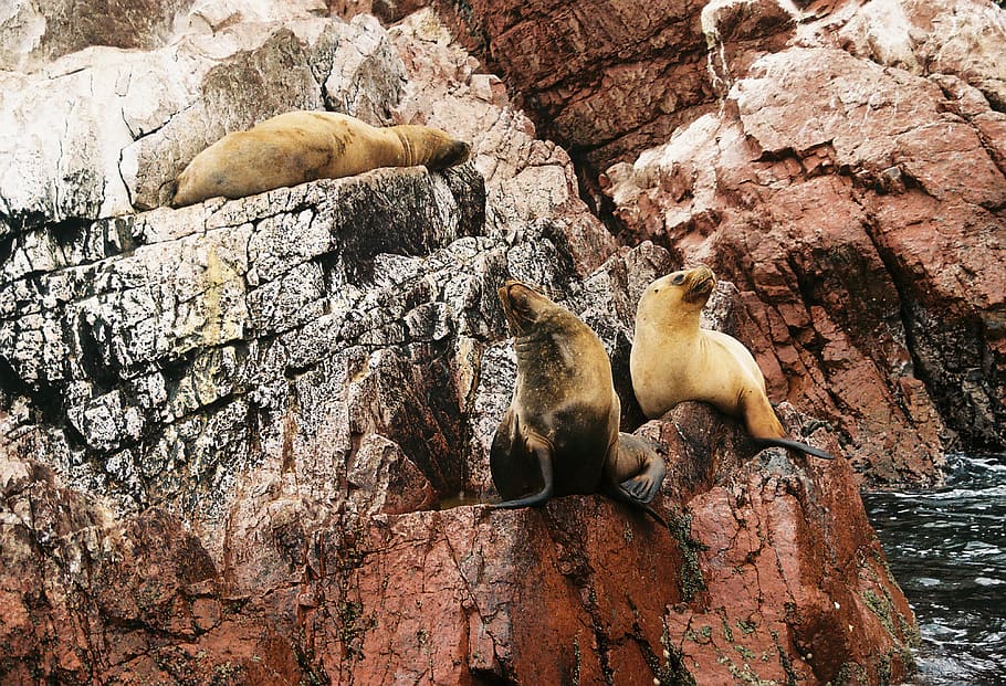 tres segells marrons, Lleó marí, animal, mamífer, la vida marina, segell, ocell, naturalesa, islas ballestas, paracas, perú, lleons marins, vida salvatge, suportar, rock, mar, escull, aigua, oceà, a l'aire lliure, morsa, temes d'animals, animals a la natura, grup d’animals, fauna animal, rock - object, sòlid, vertebrats, formació de roca, cap gent, dia, relaxació, tres animals, descans, sota l'aigua, mamífer aquàtic, família d’animals, 4K
