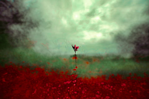sélectif, photo de mise au point, fleur pétale rouge, végétation, en couches, modèle, texture, de plein air, multicouche, couche, impressionnisme, éthéré, magicien, royaume des fées, exotique, Conte de fée, intense, passionnant, pays des fées, Couleur, de mauvaise humeur, attirer l'effet, la magie, rouge, beauté dans la nature, fleur, plante, la nature, plante à fleurs, personne, journée, nuage - ciel, fraîcheur, terre, en plein air, vulnérabilité, fragilité, tranquillité, champ, croissance, ciel, se concentrer sur le premier plan, 5K, CC0, domaine public, libre de droits