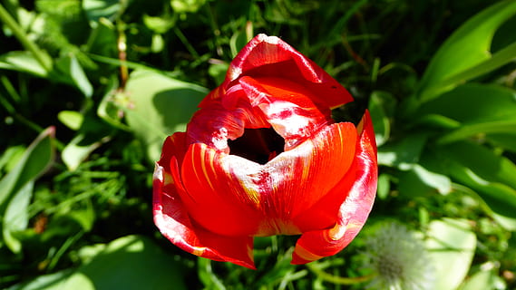 เฟลอร์, Fiore, สีแดง, ปลูก, ใกล้ชิด, การเจริญเติบโต, ไม่มีคน, หัวดอกไม้, ความสด, มุ่งเน้นไปที่เบื้องหน้า, ดอกไม้, วัน, ความงามในธรรมชาติ, ธรรมชาติ, ช่อดอก, กลีบดอกไม้, ไม้ดอก, ความบอบบาง, ความอ่อนแอ, กลางแจ้ง, อาหารและเครื่องดื่ม, 4K, CC0, โดเมนสาธารณะ, ค่าลิขสิทธิ์ฟรี