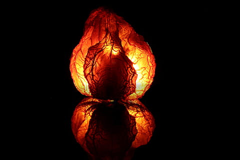 chili, Spezia, acuto, macro, peperoncini, luce, mirroring, fuoco, rosso, caldo, speziato, cibo e bevande, sfondo nero, cibo, girato in studio, in casa, mangiare sano, frutta, benessere, nessuno, avvicinamento, freschezza, natura morta, verdura, colore arancione, ritagliare, singolo oggetto, copia spazio, riflessione, gruppo di oggetti, 5K, CC0, dominio pubblico, privo di copyright