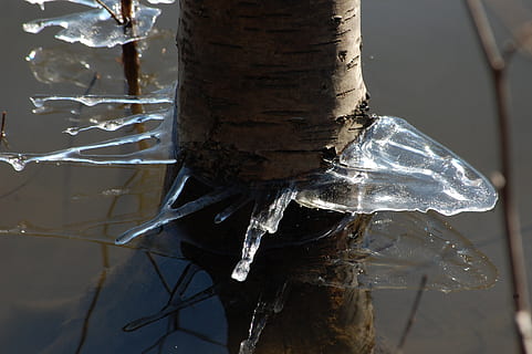 gelo, inverno, árvore, tribo, ninguém, fechar-se, natureza, focar em primeiro plano, tronco de árvore, dia, plantar, tronco, temperatura fria, ao ar livre, ramo, sincelo, neve, luz solar, transparente, 2K, CC0, domínio público, royalty free