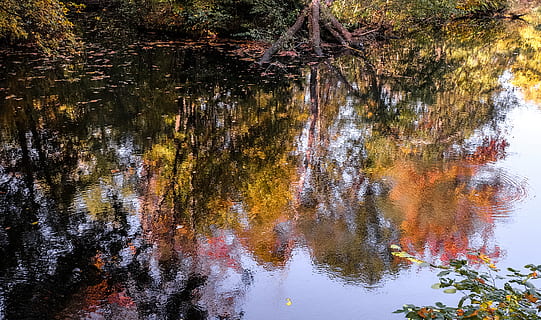Deutschland, Berlin, Teich, Reflexion, bunt, Herbst, Natur, Wasser, Baum, Wald, fallen, See, Pflanze, keine Leute, Schönheit in der Natur, Veränderung, Ruhe, Ufergegend, Tag, draußen, Wachstum, orange Farbe, ruhige Szene, Szenen - Natur, 4K, CC0, gemeinfrei, lizenzfrei