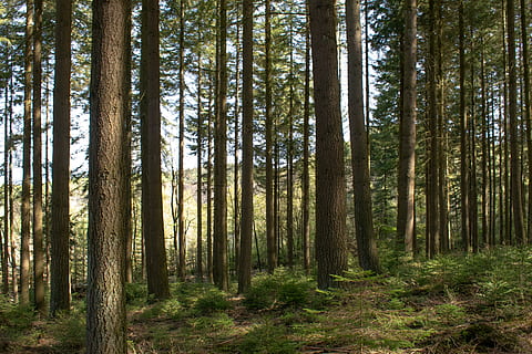 hohe Bäume, Umgebung, Wald, Natur, Bäume, Baum, Pflanze, Land, Kofferraum, Baumstamm, Ruhe, ruhige Szene, Wachstum, Schönheit in der Natur, Szenen - Natur, Nicht-städtische Szene, keine Leute, Fülle, Tag, Landschaft, Kiefernwald, Fernbedienung, Kiefer, Nadelbaum, Bambuspflanze, 5K, CC0, gemeinfrei, lizenzfrei