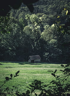 marró, casa, arbres, flora, vegetació, arbre, selva tropical, planta, a l'aire lliure, naturalesa, terra, bosc, falguera, conífera, jungla, pi, abies, avet, tropical, roure, arbust, teix, paisatge, arquitectura, estructura construïda, cap gent, grup d’animals, color verd, dia, herba, creixement, tomba, temes d'animals, animal, ocell, cementiri, vertebrats, exterior de l'edifici, animals a la natura, 5K, CC0, domini públic, lliure de regalies