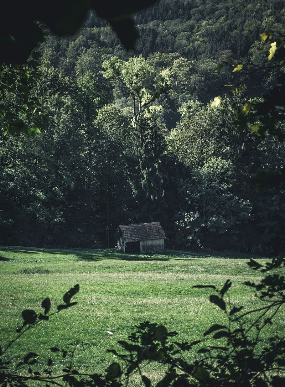 marró, casa, arbres, flora, vegetació, arbre, selva tropical, planta, a l'aire lliure, naturalesa, terra, bosc, falguera, conífera, jungla, pi, abies, avet, tropical, roure, arbust, teix, paisatge, arquitectura, estructura construïda, cap gent, grup d’animals, color verd, dia, herba, creixement, tomba, temes d'animals, animal, ocell, cementiri, vertebrats, exterior de l'edifici, animals a la natura, 5K