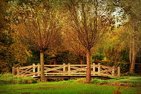 knotten, boom, brug, gras, landschap, park, toneel-, fabriek, land-, geen mensen, natuur, hout - materiaal, dag, veld-, Bos, schoonheid in de natuur, kalmte, groei, ingebouwde structuur, architectuur, brug - door de mens gemaakte structuur, buitenshuis, rustige scène, voetbrug, verandering, 4K, CC0, publiek domein, royaltyvrij
