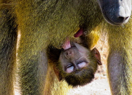 monkey, primate, animal, baboon, suckle, mammal, monkey baby, sphinx-baboon, mother's breast, food, mother, child, baby baboon, animal themes, group of animals, close-up, two animals, no people, vertebrate, young animal, day, animal wildlife, animal body part, togetherness, animal family, outdoors, animal head, animals in the wild, nature, 4K, CC0, public domain, royalty free