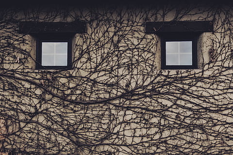 arbres nus de color negre, decoració de la llar, finestra, arquitectura, edifici, paret, planta, heura, a l'aire lliure, claraboia, naturalesa, neu, fanal, arbre, silueta, cara, finestres, vinyes, pareidolia, ulls, temps, estructura construïda, exterior de l'edifici, cap gent, branca, arbre nu, vista d’angle baix, dia, casa, barri residencial, funció de construcció de parets, planta enredadera, 8K, CC0, domini públic, lliure de regalies