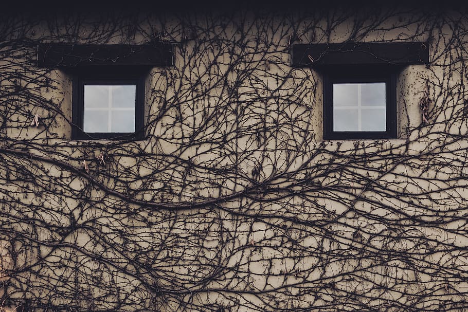 arbres nus de color negre, decoració de la llar, finestra, arquitectura, edifici, paret, planta, heura, a l'aire lliure, claraboia, naturalesa, neu, fanal, arbre, silueta, cara, finestres, vinyes, pareidolia, ulls, temps, estructura construïda, exterior de l'edifici, cap gent, branca, arbre nu, vista d’angle baix, dia, casa, barri residencial, funció de construcció de parets, planta enredadera, 8K