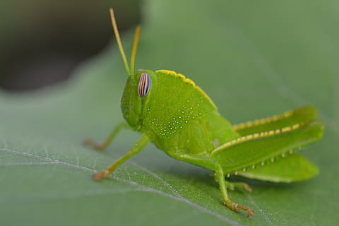 green grasshopper, animal, invertebrate, insect, grasshopper, grasshoper, cricket insect, worm, mantis, staircase, snail, ant, scorpion, accessory, goggles, accessories, star symbol, symbol, honey bee, bee, mosquito, green color, close-up, leaf, plant part, animal themes, one animal, animal wildlife, animals in the wild, animal body part, selective focus, no people, nature, day, animal antenna, plant, focus on foreground, animal eye, 4K, CC0, public domain, royalty free