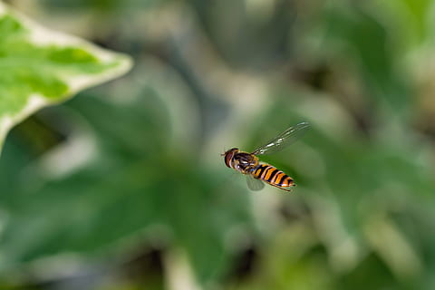 Biene, Frühling, Tapete, Hintergrund, Desktop, natürlich, Natur, draußen, wild, Umgebung, Flug, Insekt, ali, Stachel, api, Chitin, bunt, Grün, Tierwelt, wirbellos, Tierthemen, Tiere in freier Wildbahn, ein Tier, Tier, Nahansicht, Fokus auf den Vordergrund, Tag, keine Leute, Pflanze, Schönheit in der Natur, Tierflügel, selektiver Fokus, grüne Farbe, Pflanzenteil, Blatt, Schmetterling - Insekt, 4K, CC0, gemeinfrei, lizenzfrei