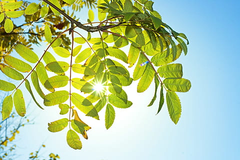 árbol, hojas, ligero, bosque, primavera, sombra, solar, parque, verde, al aire libre, vigas, follaje, leña menuda, verdor, rodeado, brillando a través de, medio, caduco, soleado, paisaje, pabellón, verano, brillante, sol, , madera, cuadro, jardín, iluminar desde el fondo, rayos de sol, ramas, escénico, haya, lozano, plantas, armonía, efecto, contraste, fondo, Fresco, naturaleza, ambiente, relajación, frescura, hoja, parte de la planta, planta, color verde, rama, luz del sol, crecimiento, cielo, nadie, belleza en la naturaleza, vista de ángulo bajo, azul, día, tranquilidad, comida y bebida, directamente debajo, brillantemente iluminado, 2K, CC0, dominio público, libre de derechos