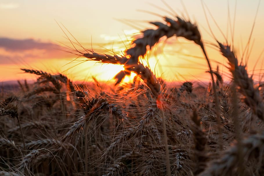 solnedgang, rød, orange, himmel, skyer, hvede, ligtorne, landskab, plante, tæt på, landbrug, natur, ingen mennesker, selektiv fokusering, vækst, Mark, afgrøde, skønhed i naturen, ro, orange farve, korn plante, jord, landlige scene, fokus på forgrunden, udendørs, stilk, 5K