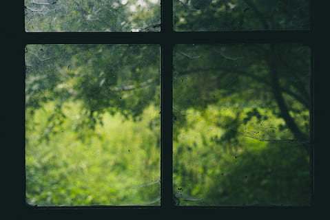 trees, black, window grille, window, tree, glass - material, transparent, plant, nature, forest, no people, indoors, day, land, sunlight, green color, translucent, growth, full frame, freedom, wet, backgrounds, glass, window frame, 5K, CC0, public domain, royalty free