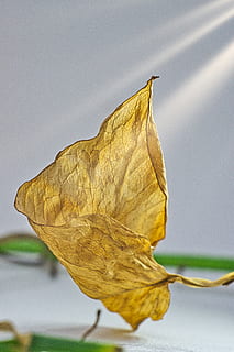 danser med døden, blad, tæt på, efterår, plante del, tør, sårbarhed, skrøbelighed, natur, ingen mennesker, lave om, fokus på forgrunden, gul, bladvenen, skønhed i naturen, plante, dag, udendørs, orange farve, naturligt mønster, blade, tørret, naturlig tilstand, visnet plante, 5K, CC0, offentligt domæne, royaltyfrie
