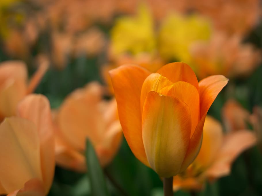 tulip oranye, menanam, bunga, mekar, bunga tulp, crocus, musim semi, daun bunga, iris, gladiol, amaryllidaceae, dahlia, bunga bakung, kolam lily, araceae, opium, bakung, lebah madu, serangga, lebah, invertebrata, tanaman berbunga, kesegaran, keindahan di alam, kerapuhan, kerentanan, merapatkan, kepala bunga, warna oranye, hal berkembang, pertumbuhan, fokus pada latar depan, alam, tidak ada orang, hari, daun, bagian tanaman, di luar rumah, hamparan bunga, Jeruk, taman hias, 4K