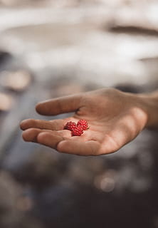 Person, halten, drei, rot, Früchte, fokus fotografie, Hand, Himbeere, Obst, auswählen, Ernte, gesund, Bokeh, Nahansicht, Beere, rotfrucht, Palme, Finger, Snack, organisch, Essen, Erde, keine Person, Geschenk, menschliche Hand, Natur, Frische, Beerenfrucht, Sommer-, Lebensmittel, draußen, Menschen, gesundes Essen, reif, gesunder Lebensstil, eine Person, Erdbeere, Frau, Lebensstile, 2K, CC0, gemeinfrei, lizenzfrei