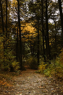 camí entre els arbres, vegetació, bosc, terra, naturalesa, a l'aire lliure, planta, arbre, flora, boston, Estats Units, arnold arboretum de la universitat de Harvard, Carretera bruta, grava, carretera, conífera, ruta, Camí, tardor, tranquil·litat, el camí a seguir, direcció, escena tranquil·la, bellesa a la natura, creixement, cap gent, canvi, escena no urbana, sendera, escenics - natura, dia, tronc de l'arbre, 5K, CC0, domini públic, lliure de regalies