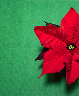 plante, blad, træ, ahorn blad, blomst, grøn, stjerne, jul, rød, julestjerne, xmas, ahorn, vener, blomstre, dråbe, kronblad, maroon, iris, hamp, grøn farve, Kunst og håndværk, ingen mennesker, kreativitet, tekstil, tæt på, direkte over, håndværk, indendørs, stilleben, plante del, høj vinkel visning, fest, enkelt objekt, natur, dyr repræsentation, 2K, CC0, offentligt domæne, royaltyfrie