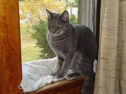 cat, kitty, window, open, curtain, pets, feline, domestic, mammal, animal, domestic animals, animal themes, domestic cat, one animal, vertebrate, no people, sitting, wood - material, day, indoors, looking at camera, looking, relaxation, whisker, tabby, 4K, CC0, public domain, royalty free