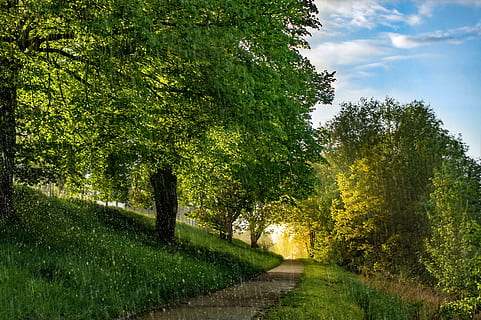 skogsvägen, träd, regn, bort, spår, regnstorm, humör, ljus, landskap, atmosfärisk, skog, idyllisk, natur, växt, grön färg, tillväxt, skönhet i naturen, lugn, lugn plats, riktning, gångstig, vägen framåt, inget folk, scenics - natur, himmel, gräs, väg, landa, dag, miljö, utomhus, minskande perspektiv, treelined, 4K, CC0, offentligt domän, royaltyfria