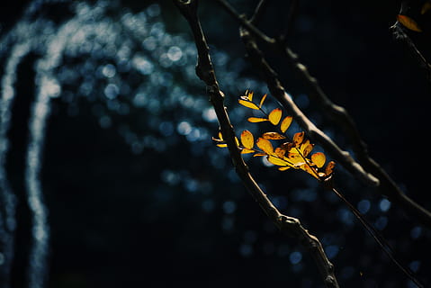 fotografia d'arbre, full, planta, flamarada, llum, arbre, naturalesa, gota, a l'aire lliure, venes, llum solar, gel, barana, asfalt, flor, acanthaceae, fanal, bedoll, centrar-se en primer pla, cap gent, planta amb flors, primer pla, bellesa a la natura, creixement, enfocament selectiu, groc, fragilitat, vulnerabilitat, branca, dia, frescor, 5K, CC0, domini públic, lliure de regalies