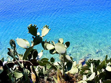 eau, couler, cactus, mer, bleu, plante, vert, la nature, croissance, beauté dans la nature, plante succulente, personne, journée, tranquillité, cactus de figue de barbarie, lumière du soleil, scène tranquille, en plein air, paysages - nature, vue grand angle, terre, Marin, 2K, CC0, domaine public, libre de droits
