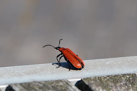 error, ales, vermell, antena, invertebrat, insecte, temes d'animals, animals a la natura, animal, un animal, fauna animal, dia, primer pla, cap gent, funció de construcció de parets, a l'aire lliure, centrar-se en primer pla, naturalesa, mur de contenció, enfocament selectiu, zoologia, sòlid, barana, 4K, CC0, domini públic, lliure de regalies