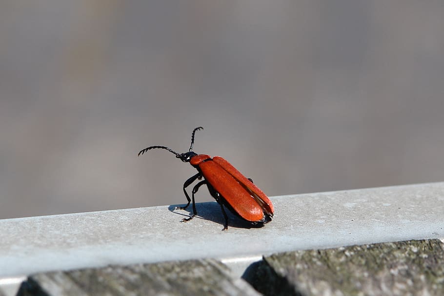 error, ales, vermell, antena, invertebrat, insecte, temes d'animals, animals a la natura, animal, un animal, fauna animal, dia, primer pla, cap gent, funció de construcció de parets, a l'aire lliure, centrar-se en primer pla, naturalesa, mur de contenció, enfocament selectiu, zoologia, sòlid, barana, 4K