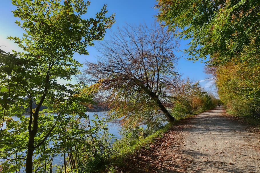 sendero, camino forestal, lejos, bosque, paisaje, camino, estado animico, paseo, místico, idílico, árbol, follaje de otoño, caminar, naturaleza, orilla, agua, planta, dirección, crecimiento, el camino a seguir, tranquilidad, belleza en la naturaleza, cielo, nadie, día, escena tranquila, paisajes - naturaleza, escena no urbana, tierra, la carretera, al aire libre, color verde, perspectiva decreciente, 4K