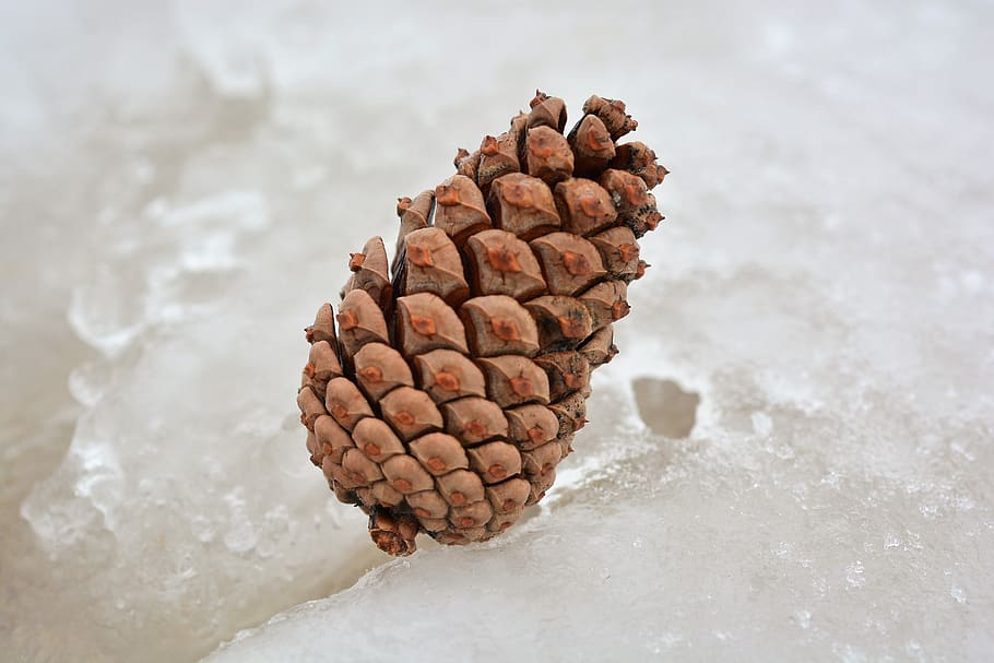 invierno, nieve, hielo, frío, naturaleza, al aire libre, invernal, cono, cono de pino, comida y bebida, nadie, comida, vista de alto ángulo, día, gran grupo de objetos, de cerca, centrarse en primer plano, agua, frescura, marrón, nuez, naturaleza muerta, temperatura fría, mar, modelo, árbol conífero, 4K