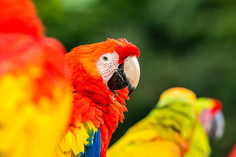 Ara scarlatta, ara, uccello, pappagallo, animale, Costa Rica, becco, rosso, colore, pollame, pollo, animale domestico, cacatua, parrocchetto, mangiare, cibo, fringuello, anatra, polline, pianta, temi animali, vertebrato, multicolore, fauna selvatica, animali allo stato selvatico, avvicinamento, giorno, natura, un animale, nessuno, concentrarsi sulle conoscenze acquisite, all'aperto, parte del corpo animale, testa di animale, lorichetto arcobaleno, 5K, CC0, dominio pubblico, privo di copyright