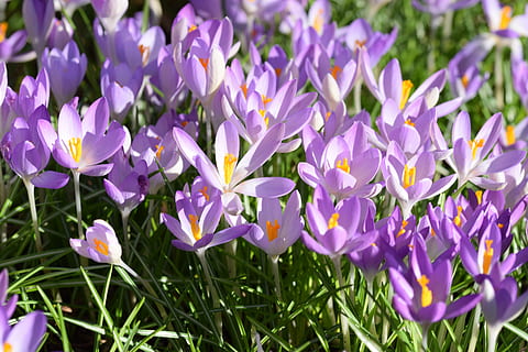 crocus, printemps, fleurs, herbe, violet, flore, jardin, fleur de printemps, Floraison, Prairie, la nature, lentille, plante à fleurs, fleur, plante, fraîcheur, beauté dans la nature, vulnérabilité, fragilité, pétale, croissance, fermer, personne, inflorescence, journée, tête de fleur, champ, en plein air, terre, iris, parterre de fleurs, 5K, CC0, domaine public, libre de droits