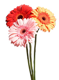 stilk, gerbera, to, ingen, grøn, blomster, kronblad, gul, orange, gave, makro, lilla, Gerber, stationær, valentinsdag, baggrund, rolig, isolerede, hvid, forår, rød, blomst, lyse, blomstre, lodret, tæt på, lyserød, blomsterhandler, objekter, plante, skønhed, smuk, natur, friskhed, blomstrende plante, skrøbelighed, studio skud, sårbarhed, blomsterhoved, hvid baggrund, skønhed i naturen, blomsterstand, gerbera daisy, lyserød farve, indendørs, daisy, vækst, ingen mennesker, pollen, blomster arrangement, 2K, CC0, offentligt domæne, royaltyfrie