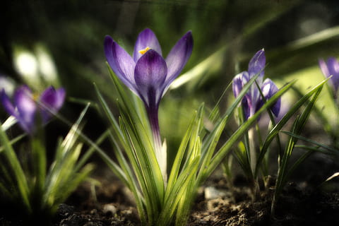 Krokus, violett, Frühling, Grün, Natur, Garten, Blumen, Flora, Blau, die Blütenblätter, Pflanze, farbig, Blume, blühende Pflanze, lila, Wachstum, Frische, Iris, Verletzlichkeit, Nahansicht, Zerbrechlichkeit, Schönheit in der Natur, keine Leute, selektiver Fokus, Blütenstand, Blütenblatt, Blütenkopf, draußen, Blumenbeet, 5K, CC0, gemeinfrei, lizenzfrei