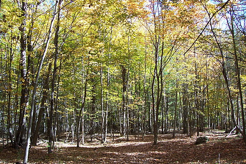 Canadà, elgin, faigs, bedolls, ontari, caure, tardor, bosc, arbres, arbre, planta, terra, tranquil·litat, bellesa a la natura, creixement, escena tranquil·la, tronc de l'arbre, tronc, naturalesa, escena no urbana, cap gent, dia, escenics - natura, llum solar, medi ambient, idíl·lic, paisatge, a l'aire lliure, canvi, bambú - planta, 1080P, CC0, domini públic, lliure de regalies