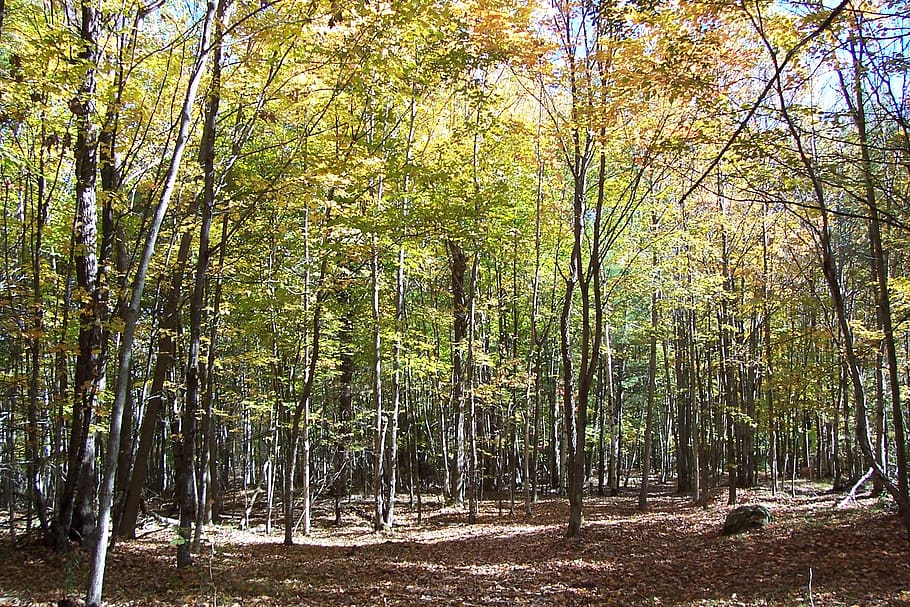Canadà, elgin, faigs, bedolls, ontari, caure, tardor, bosc, arbres, arbre, planta, terra, tranquil·litat, bellesa a la natura, creixement, escena tranquil·la, tronc de l'arbre, tronc, naturalesa, escena no urbana, cap gent, dia, escenics - natura, llum solar, medi ambient, idíl·lic, paisatge, a l'aire lliure, canvi, bambú - planta, 1080P