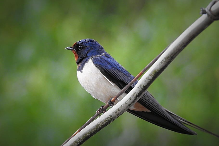empassar, ocell, temes d'animals, un animal, vertebrats, animal, fauna animal, animals a la natura, posat, centrar-se en primer pla, cap gent, primer pla, dia, longitud completa, planta, naturalesa, branca, color negre, a l'aire lliure, arbre, mirant cap a fora, 4K