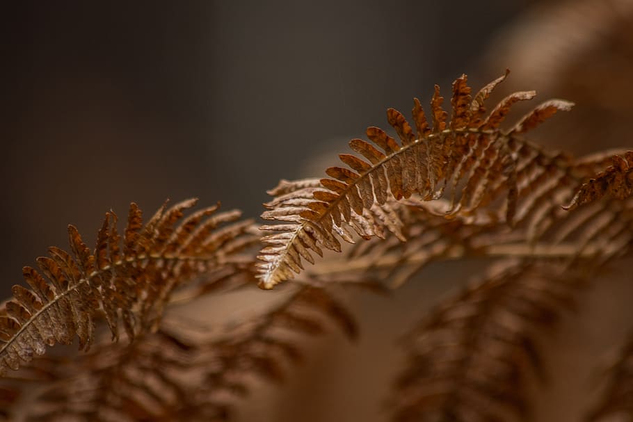 planta de fulles marrons, planta, pol·len, falguera, rèptil, llangardaix, animal, herba, arbre, conífera, molsa, menjar, vegetals, produir, gra, vegetació, blat, avet, abies, mala herba, canya, enfocament selectiu, primer pla, naturalesa, cap gent, marró, primer pla extrem, macro, a l'interior, creixement, sec, part de la planta, full, bellesa a la natura, vulnerabilitat, fragilitat, patró, tir de l'estudi, fons negre, 5K
