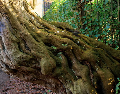 albero, tribù, vecchio, radice, nodoso, coperto di vegetazione, ceppo, abbaiare, astratto, muschio, le foglie, struttura, albero deciduo, impressionante, sistema di root, natura, legna, faggio, radice dell'albero, deforme, vecchio albero, pianta, strano, radicato, tronco, tronco d'albero, giorno, crescita, nessuno, colore verde, avvicinamento, foresta, strutturato, concentrarsi sulle conoscenze acquisite, all'aperto, terra, la tranquillità, ramo, parte vegetale, 4K, CC0, dominio pubblico, privo di copyright
