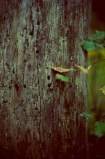 Nahaufnahmefoto, Baumrinde, Borke, Nahansicht, Rau, Textur, Baum, Baumstamm, Kofferraum, Holz, Holz - Material, keine Leute, texturiert, Pflanze, Tag, Metall, Fokus auf den Vordergrund, Nagel, Natur, draußen, verwittert, selektiver Fokus, Eingang, Tür, rostig, 4K, CC0, gemeinfrei, lizenzfrei