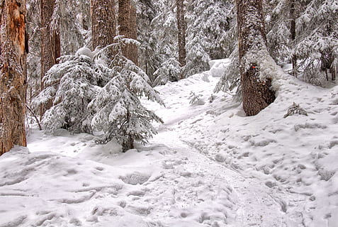 ren, skyer, skyet, kald, skog, ze, frost, frossen, is, innsjø, landskap, sti, pathway, fredelig, furu, landlig, scene, natur, scenisk, sko, enkel, ski, stå på ski, snø, kaldtemperatur, tre, vinter, land, anlegg, skjønnhet i naturen, naturskjønnhet - natur, hvit farge, dekker, dag, ro, rolig scene, ingen folk, ikke-urbane scene, felt, utendørs, snowing, ekstremt vær, snødekte fjell, furutre, nåletre, snøstorm, 2K, CC0, offentlig domene, opphavsrett gratis