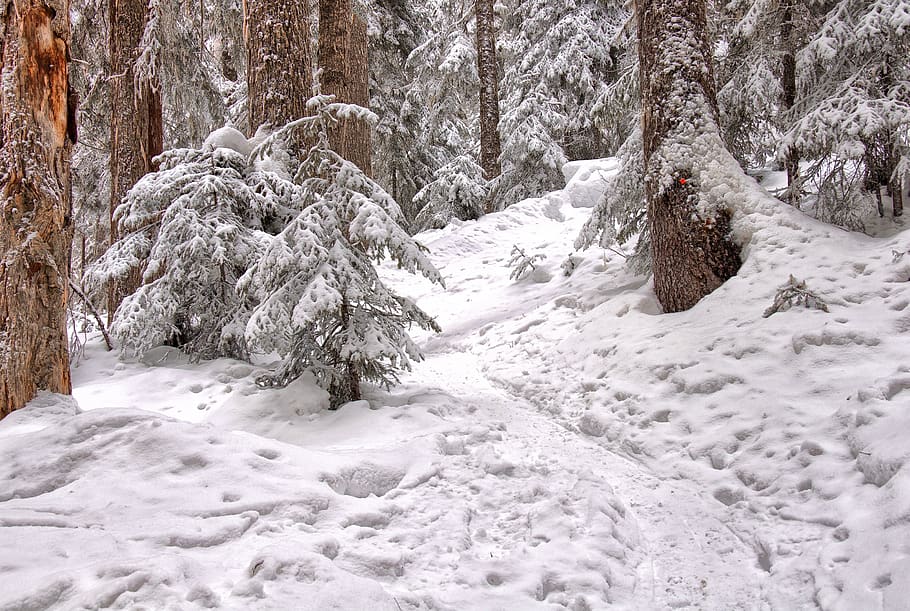 ren, skyer, overskyet, kold, Skov, ze, frost, frost-, Frosset, is, sø, landskab, sti, pathway, fredelig, fyrretræ, landdistrikterne, scene, naturskøn, sko, enkel, ski, stå på ski, sne, kold temperatur, træ, vinter, jord, plante, skønhed i naturen, scenics - natur, hvid farve, natur, dækker, dag, ro, rolig scene, ingen mennesker, ikke-urbane scene, Mark, udendørs, sner, ekstremt vejr, snedækket bjerg, nåletræ, snestorm, 2K